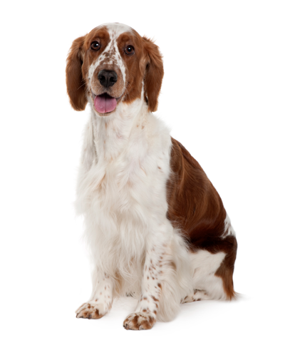 brown and white dog