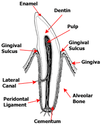 Dental Infographic